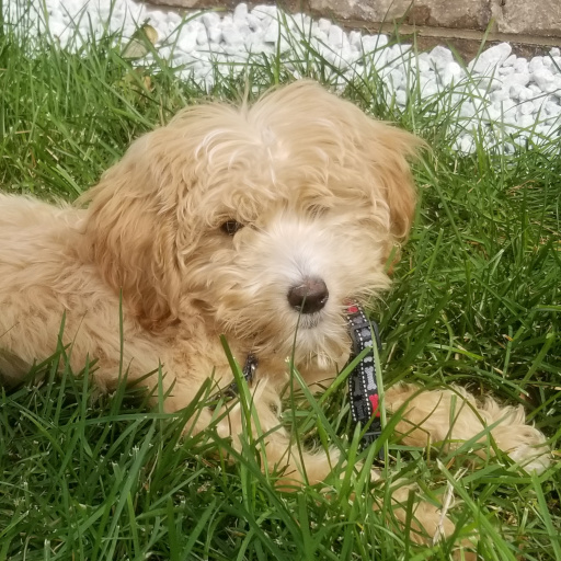 Dog Teaches Faith